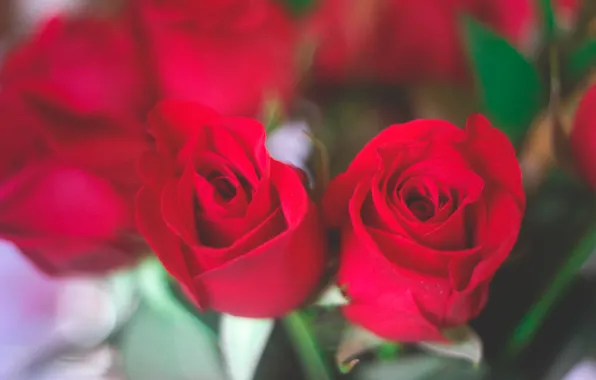 Цветы, розы, красные