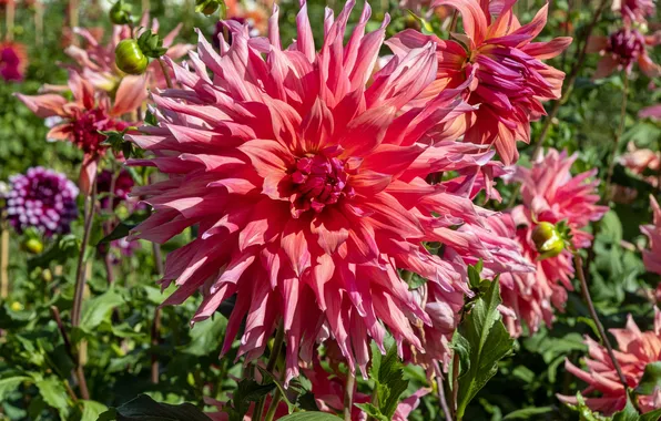 Цветы, розовые, pink, flowers, георгины, dahlias
