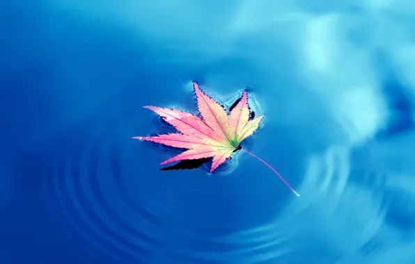 Картинка вода, Осень, water, Autumn, кленовые листья, maple leaf