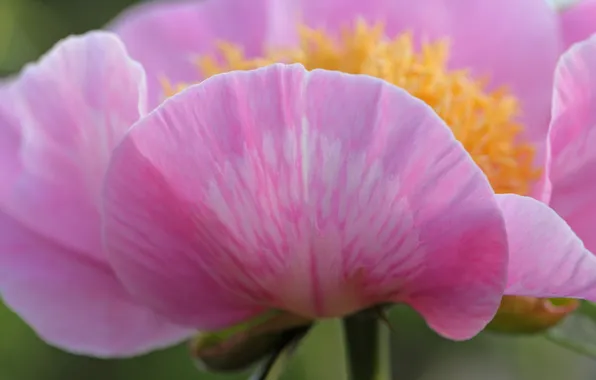 Цветы, природа, растение, лепестки