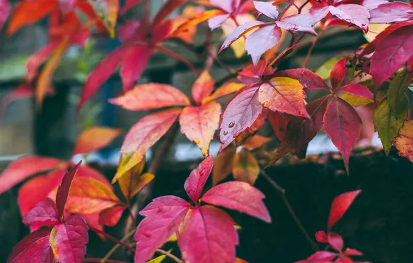 Осень, листья, краски, цвет, ветка