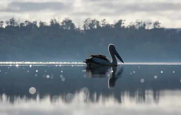 Картинка озеро, птица, пеликан
