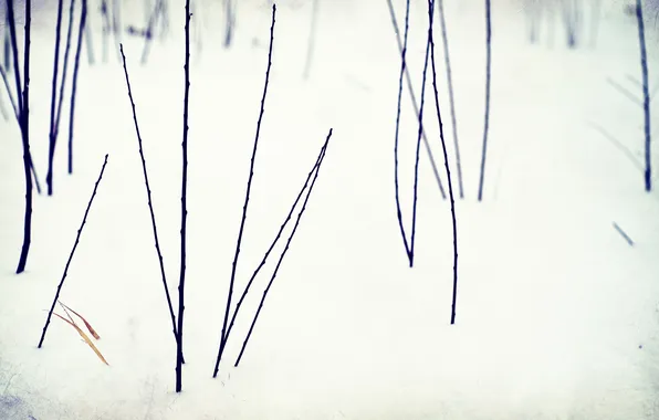 Картинка снег, цветы, Зима