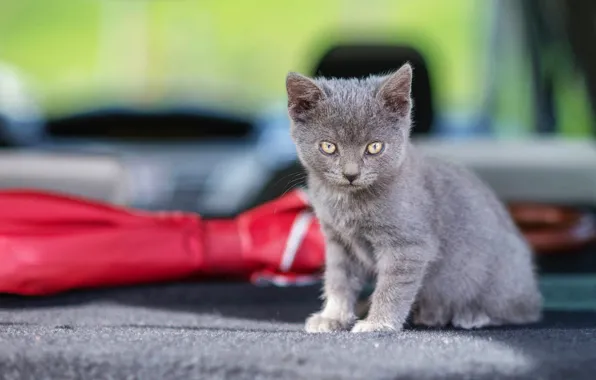 Кошка, взгляд, свет, поза, котенок, серый, фон, маленький