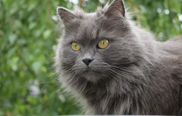 Картинка кот, взгляд, серый, фокус, nikon, бокэ