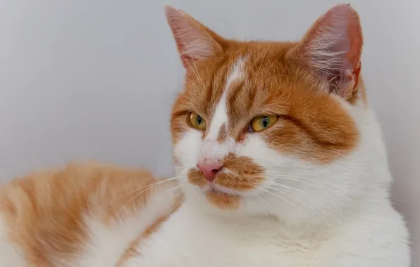 Кошка, кот, взгляд, морда, портрет, рыжий, светлый фон, котэ