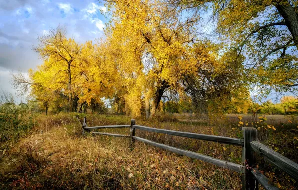 Картинка осень, деревья, забор