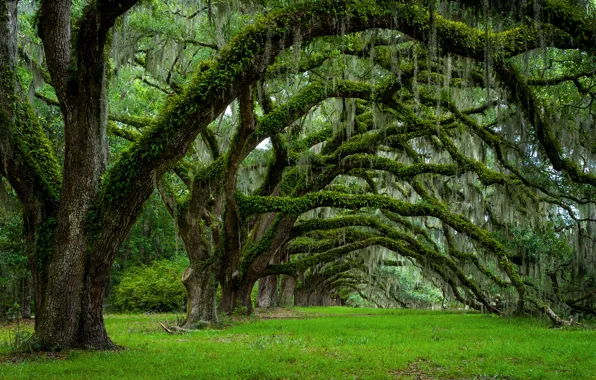 Деревья, весна, Южная Каролина, США, штат, Чарльстон