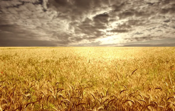 Картинка пшеница, поле, тучи, горизонт
