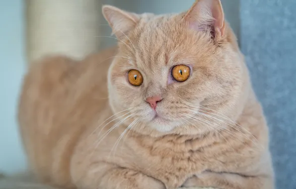 Кот, красавец, Британская короткошёрстная кошка