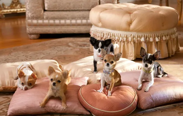 Собаки, комната, подушки, чихуахуа