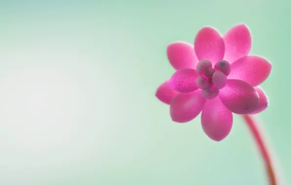 Цветы, фон, итп