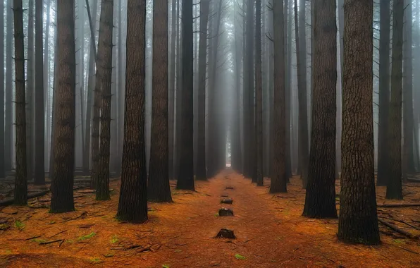 Картинка осень, лес, деревья