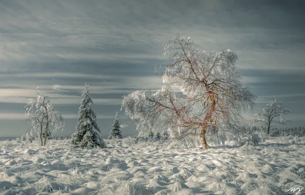 Картинка зима, трава, снег, деревья, пейзаж, природа