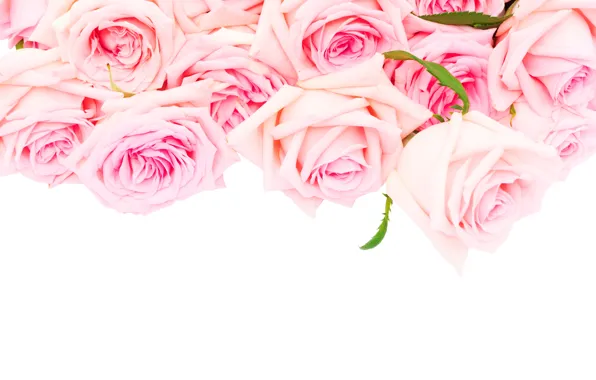 Картинка розы, love, pink, flowers, romantic, roses, розовые розы