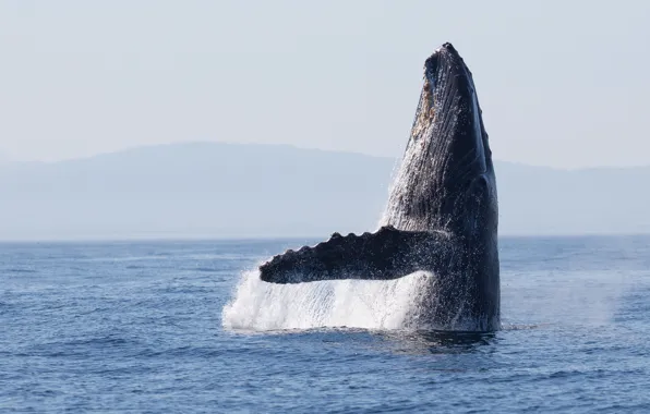 Pacific ocean, ocean, jumping, whale, humpback