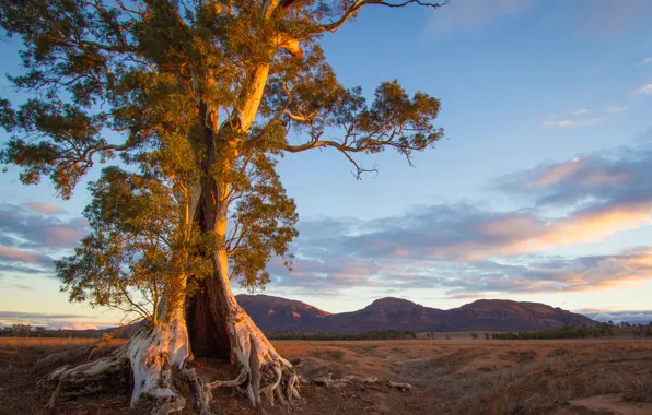 Картинка горы, дерево, вечер, Австралия, южная