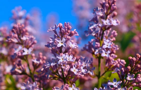 Flower, spring, lilac, blooming