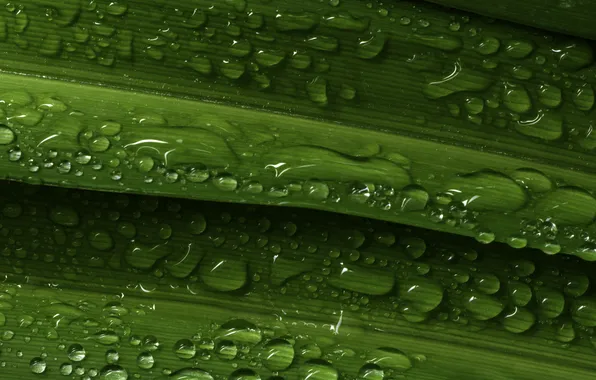 Leaves, water drops, plant
