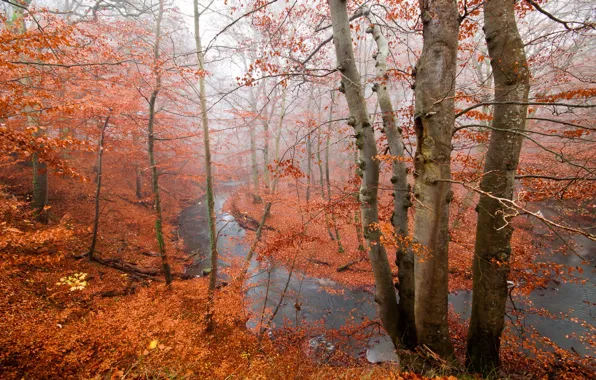 Картинка осень, лес, река