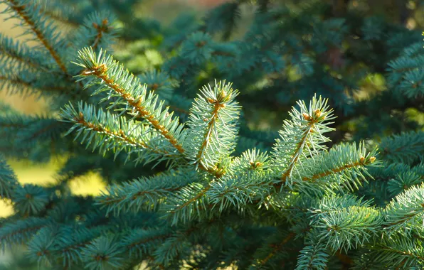 Plant, spruce, twig
