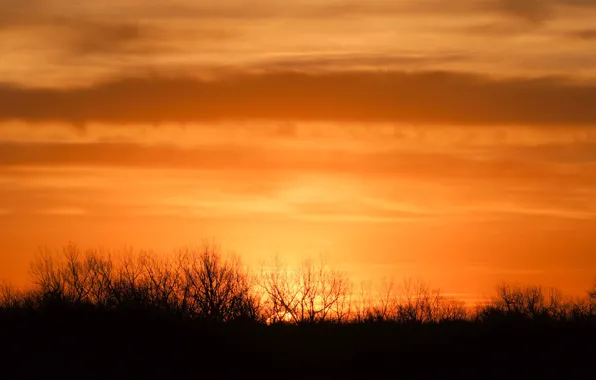 Morning, sunrise, branches, orange sky, silhouettes