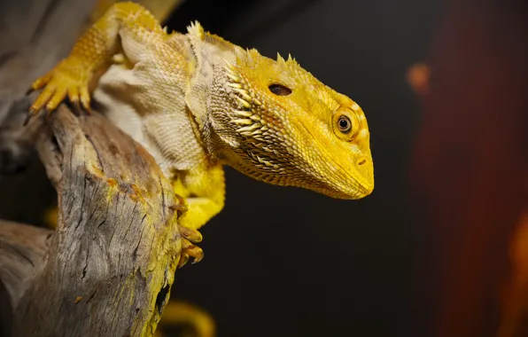 Yellow, reptile, scales