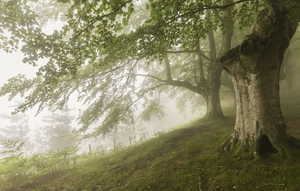 Картинка природа, туман, дерево