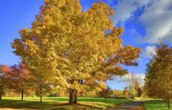 Картинка дорога, осень, листья, дерево, Природа