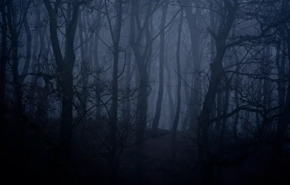 Лес, деревья, ночь, природа, туман, Англия, сумерки, England