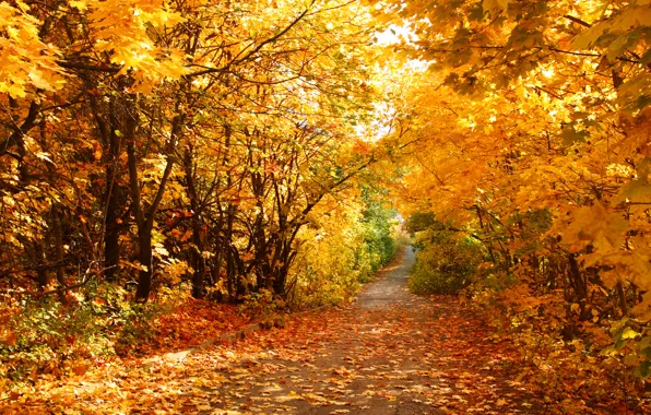 Картинка осень, листья, дорожка