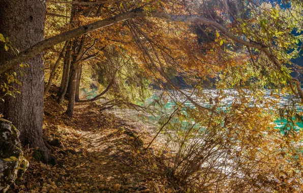 Осень, деревья, озеро, Италия, Trentino Alto Adige, Lago di Tovel, Parco Adamello Brenta