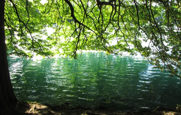 Картинка лето, деревья, пруд, summer, trees, Pond