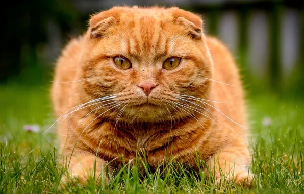 Трава, взгляд, морда, котэ, рыжий кот, Скоттиш-фолд, Шотландская вислоухая кошка