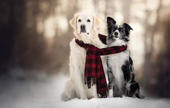Картинка зима, собаки, снег, шарф, пара, две собаки