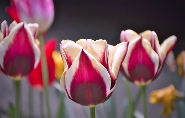 Картинка Тюльпаны, Flowers, Tulips