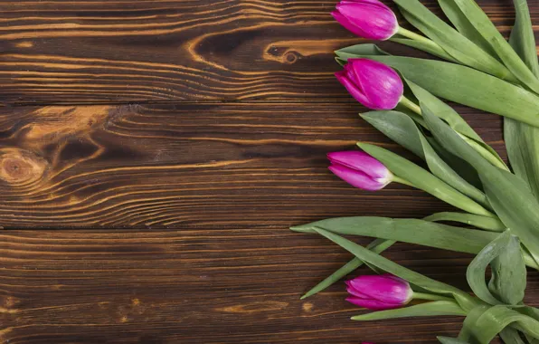 Цветы, colorful, тюльпаны, wood, flowers, tulips, spring, purple