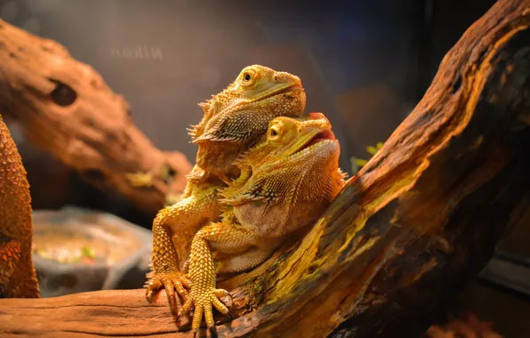 Картинка animal, lizards, agames