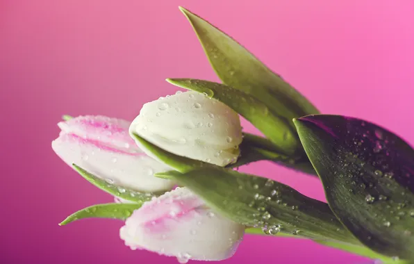 Fresh, tulips, spring, close up