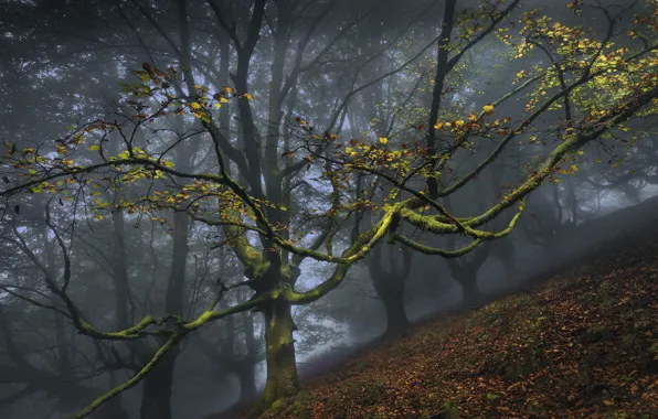 Картинка лес, туман, дерево