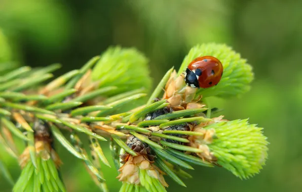Red, insect, ladybird