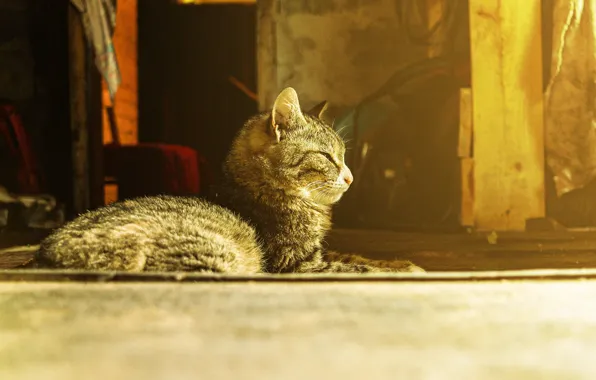 Кот, Тепло, Греется