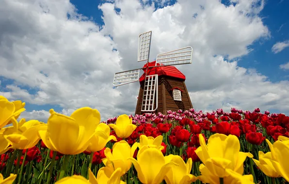 Картинка цветы, flowers, spring, ветряная мельница, clouds, природа, windmill, tulips