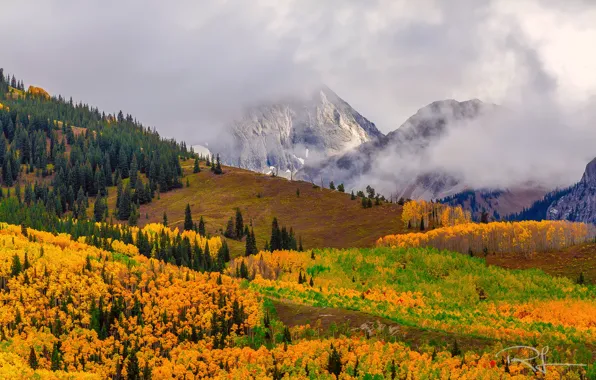 Осень, лес, туман, США, штат Колорадо, гора Кэпитол Пик