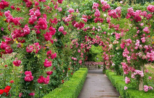 Парк, розы, сад, Канада, аллея, Британская Колумбия, The Butchart Gardens