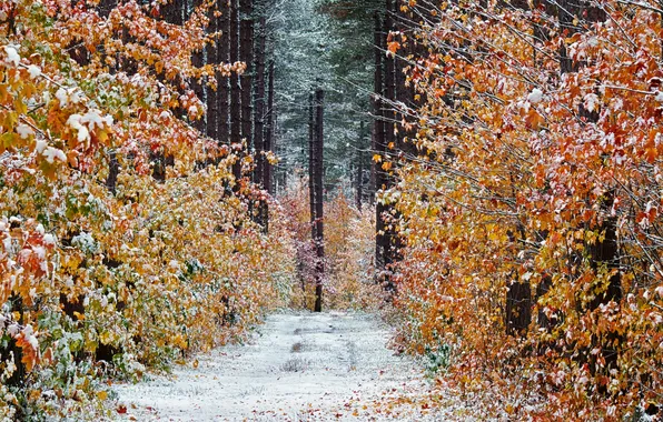Дорога, осень, лес, снег, деревья, Канада, Онтарио