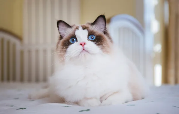 Кошка, кот, взгляд, поза, мордашка