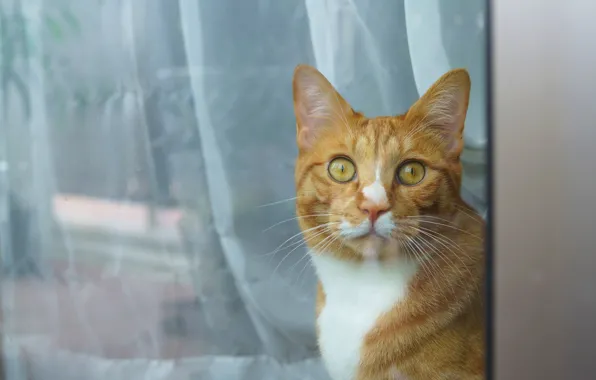 Кошка, кот, взгляд, окно, рыжий, занавески, мордашка