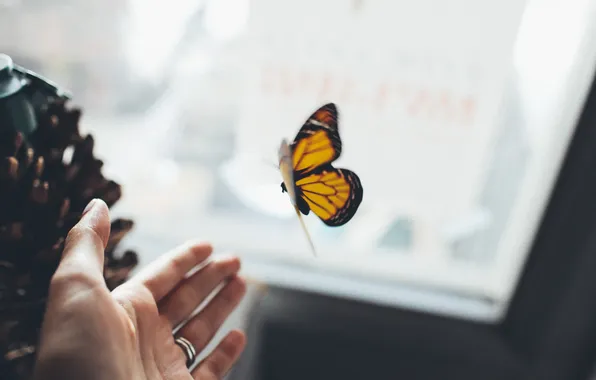 Бабочка, рука, крылья, кольцо, насекомое, ладонь, ладошка