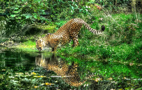 Картинка отражение, река, гепард